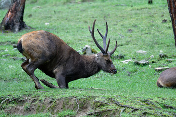 Majestic Reindeer in Nature – Winter Christmas Theme
