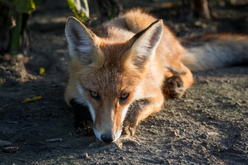 A close-up of a young, cute fox lying on the ground and looking toward the camera lens during a sunny summer sunset.	