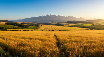 A golden field of wheat glows under the warm light of a beautiful sunrise, a serene and peaceful scene of agriculture and nature in the countryside.