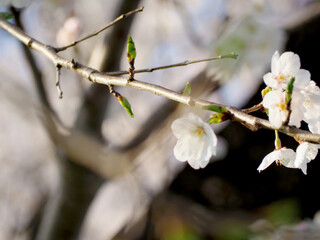 ４月の花　植物　