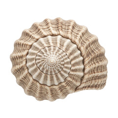 Sundial seashell showing a perfect spiral