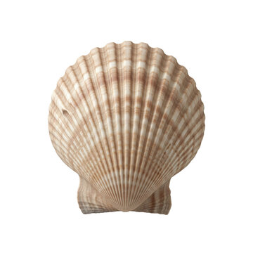 Classic fan shaped scallop seashell isolated