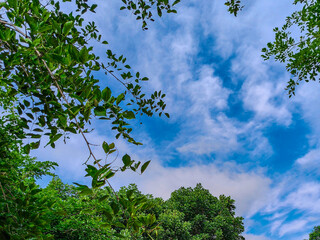 Fototapeta premium Photo of green trees against a beautiful blue sky.