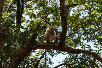 Toque macaque monkey sitting on a tree branch, enjoying fruit in a lush tropical forest, surrounded by vibrant wildlife and rich biodiversity in Sri Lanka
