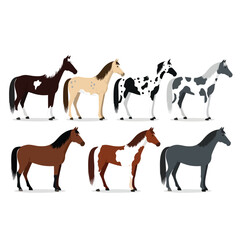 A colorful collection of seven standing horses showcasing diverse coat patterns and colors in a flat vector illustration style.