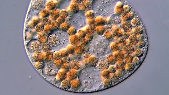 4K Single-Cell Protozoa Ciliates Feeding Behavior