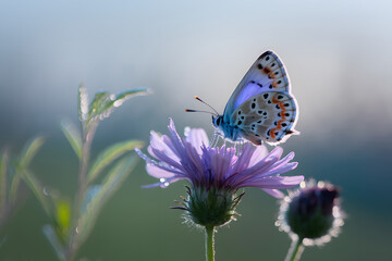 A stunning close up of a beautiful butterfly, likely a Small Blue, perched delicately on a vibrant purple flower covered in morning dew. AI Generated