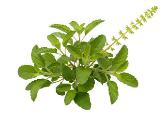 Vibrant green holy basil sprig with delicate white flowers isolated for culinary and medicinal use transparent background