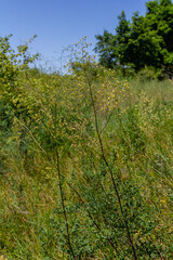 Fototapeta premium Thalictrum minus, Lesser Meadow-Rue. Wild plant shot in summer