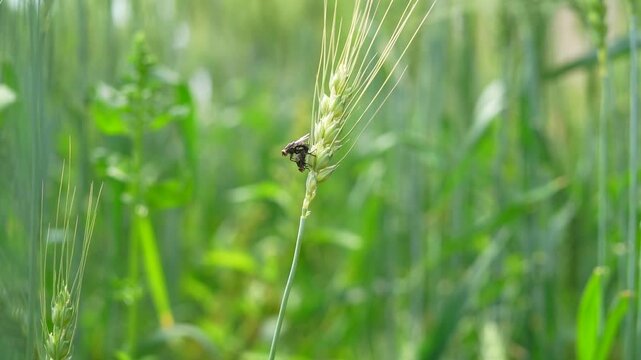 Two house flies are mating on the wheat plant and enjoying. Closeup flesh flies (Sarcophaga carnaria) on leaves, blurred background. Insects in spring making love
