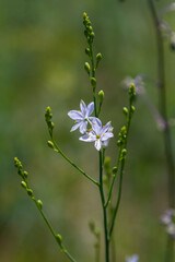 Fragile white and yellow flowers of Anthericum ramosum, star-shaped, growing in a meadow in the wild, blurred green background, warm colors, bright and sunny summer day