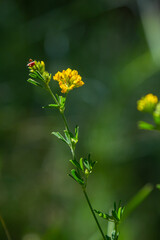 Medicago falcata, plant species of the genus Medicago. It is native to much of Europe and Asia