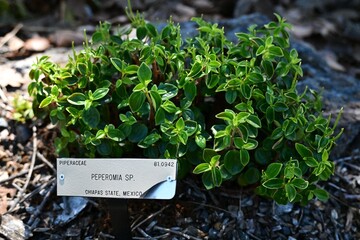 Peperomia plant with Chiapas origin label.