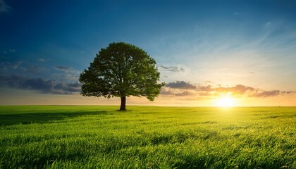 Fototapeta premium Beautiful Big Tree Alone In Vast Open Field Lush Green Grass Serene Sunset Peaceful Atmosphere Nature Landscape Tranquil Scene