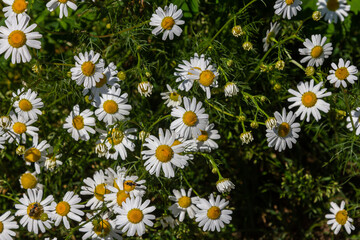 Matricaria chamomilla, commonly known as chamomile, wild chamomile, blue chamomile, or scented mayweed. A piece of the summer meadow