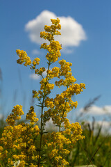 Obraz premium Closeup yellow flowers of lady's bedstraw, yellow bedstraw Galium verum in a Dutch garden. Family Rubiaceae. Summer, August, Netherlands