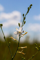 Fragile white and yellow flowers of Anthericum ramosum, star-shaped, growing in a meadow in the wild, blurred green background, warm colors, bright and sunny summer day