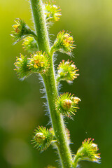 Common agrimony seeds, Latin name Agrimonia eupatoria