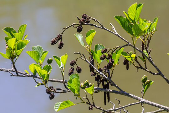Green and brown alder cones, alder catkins and green leaves