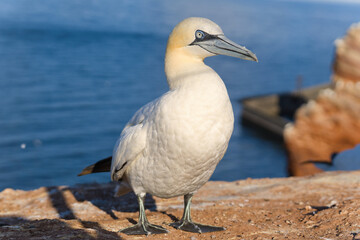 Northern gannet standing on coastal cliff in sunlight