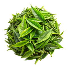 sage leaves isolated on white