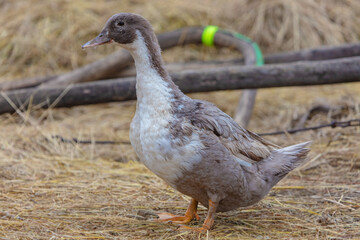 A duck is standing in a field of grass. There are other ducks in the background. The duck is brown and white