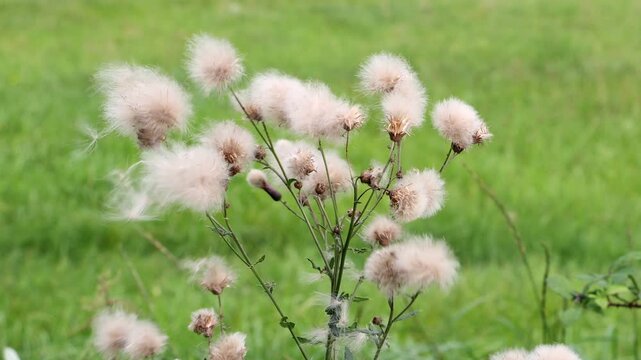 Thistle with white fluffy flowers on a green field background