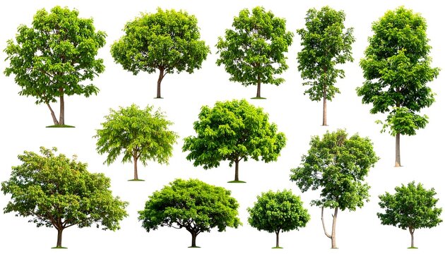 Collection of various trees against white background (5)