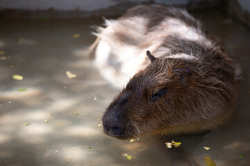Capybara relaxes in water during a sunny day at a wildlife sanctuary in the afternoon