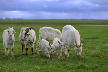 Obraz premium A herd of white goats graze on a green farm meadow.