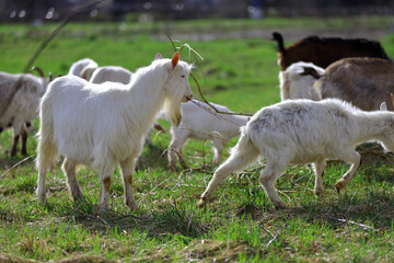 Obraz premium A herd of white goats graze on a green farm meadow.