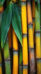 Fototapeta premium Vibrant yellow and green bamboo stalks tightly clustered, with lush green leaves partially obscuring some stems. The image showcases the texture and color variations of the bamboo