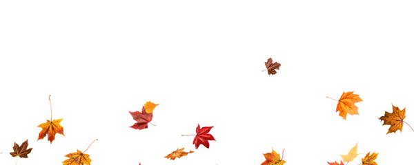 Falling leaves, autumn foliage on transparent background, beautiful background of orange and gold leaves. Vector maple leaf, png, flying foliage from tree.	
