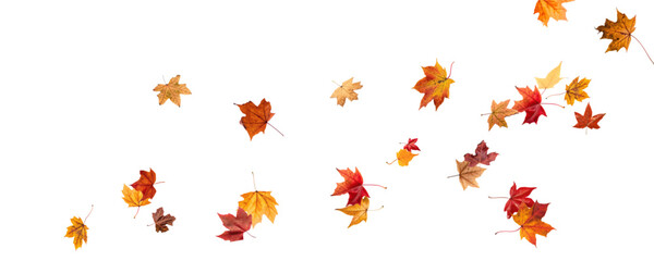 Falling leaves, autumn foliage on transparent background, beautiful background of orange and gold leaves. Vector maple leaf, png, flying foliage from tree.	
