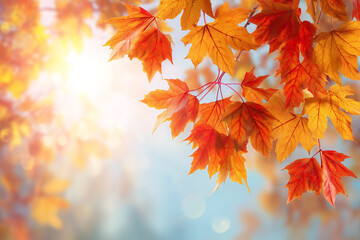 Vibrant autumn leaves transition from green to gold against a bokeh sky, capturing seasonal beauty and gentle changes of nature.