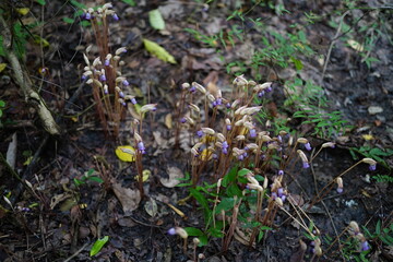 Aeginetia indica Roxb is a small, leafless, parasitic plant.