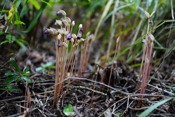 Aeginetia indica Roxb is a small, leafless, parasitic plant.