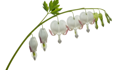 Colorful graffiti frame with text: "SUPER RAGIT ROUGE SUCCESS AT SPORTS" isolated PNG with Transparent Background