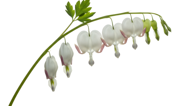 Colorful graffiti frame with text: "SUPER RAGIT ROUGE SUCCESS AT SPORTS" isolated PNG with Transparent Background