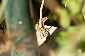 House Gecko (Hemidactylus mabouia) seeks shade and food