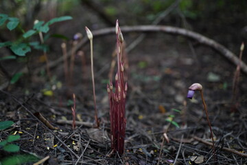 Aeginetia indica Roxb is a small, leafless, parasitic plant.