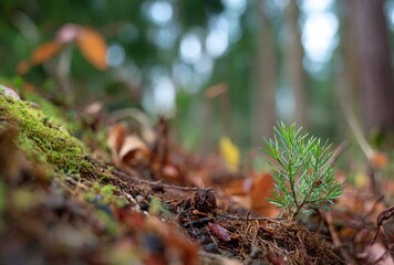Tiny evergreen seedling stands amidst autumn leaves and moss, a fresh green sprout rising from the forest floor in a close-up, bokeh-lit woodland scene