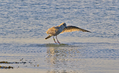 Juvenile herring gull touching down on the water at Heligoland