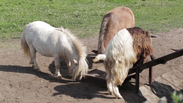 Mini Shetland pony and horned goats in the zoo's enclosure in the wild