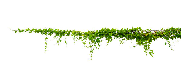 vine frame leaf vine Isolate on transparent background PNG file