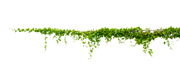 vine frame leaf vine Isolate on transparent background PNG file