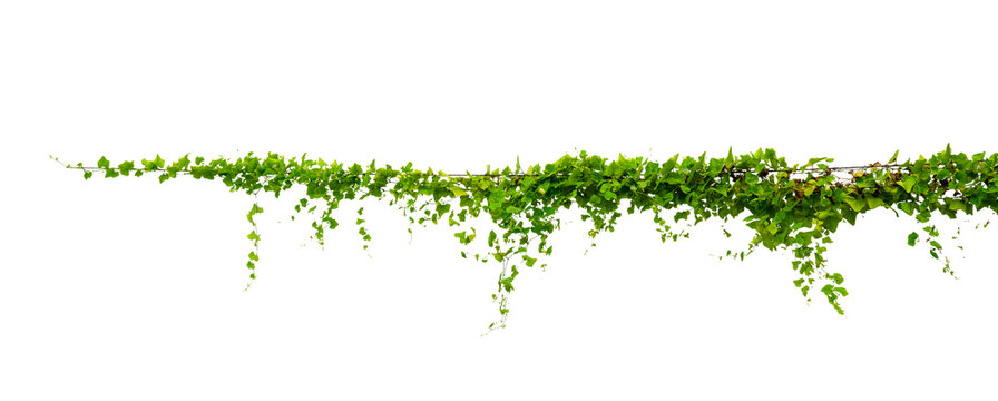 vine frame leaf vine Isolate on transparent background PNG file