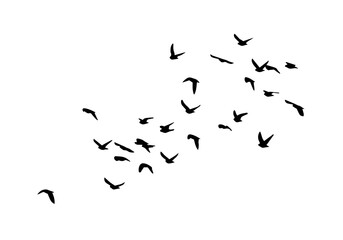 Flying birds silhouette flock. hand drawing. Not AI. Vector illustration.