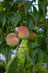 Obraz premium Close view of ripe peaches hanging on a tree branch among green leaves.