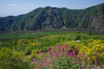 Vibrant wildflowers against lush green hills.